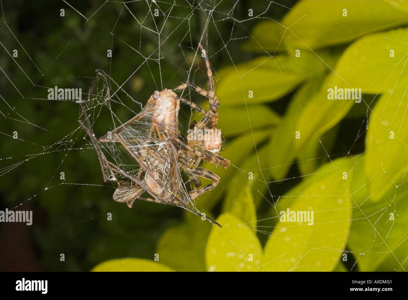 Garden or Diadem spider with Crane Fly trapped in orb web Stock Photo ...