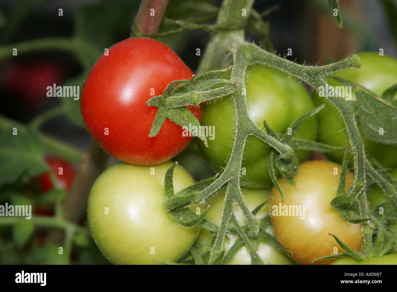 Stages of ripening of tomatoes hi-res stock photography and images - Alamy