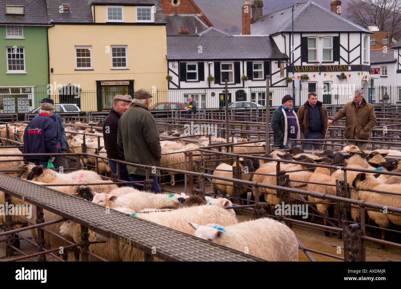 Penned sheep at the weekly livestock auction at Abergavenny Market