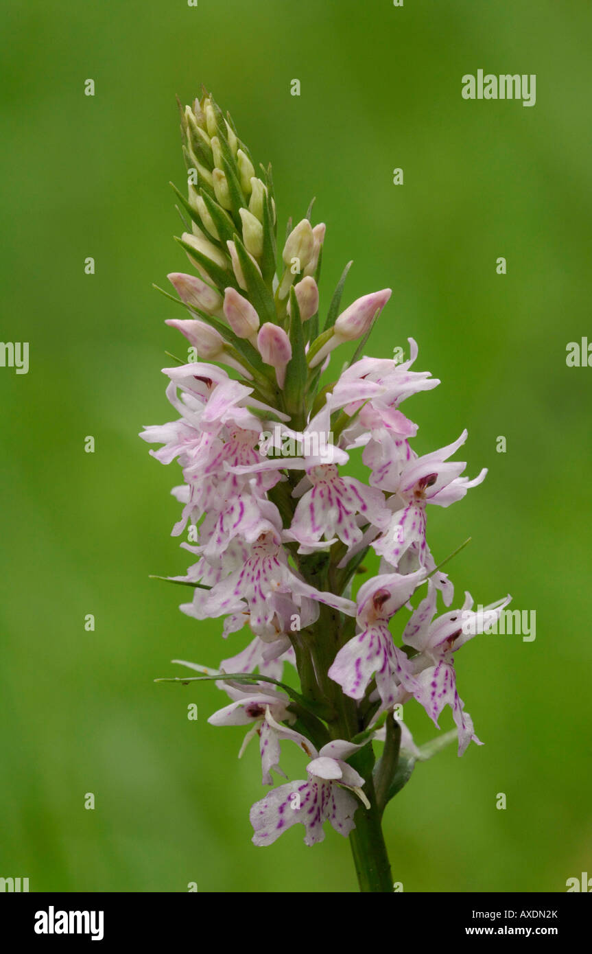Common Spotted Orchid Dactylorhiza fuchsii Herts May 2007 Stock Photo