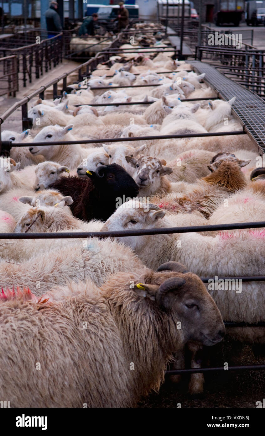Penned sheep at the weekly livestock auction at Abergavenny Market