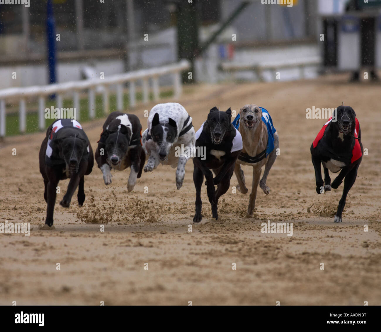 Greyhound racing at Oxford Stock Photo - Alamy