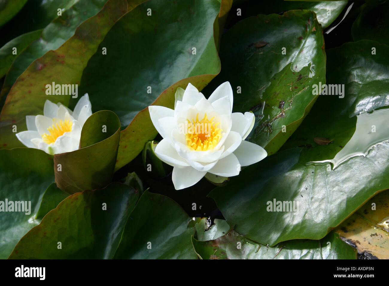 Lotus Water Lily Beautiful flowers on the water glance Stock Photo