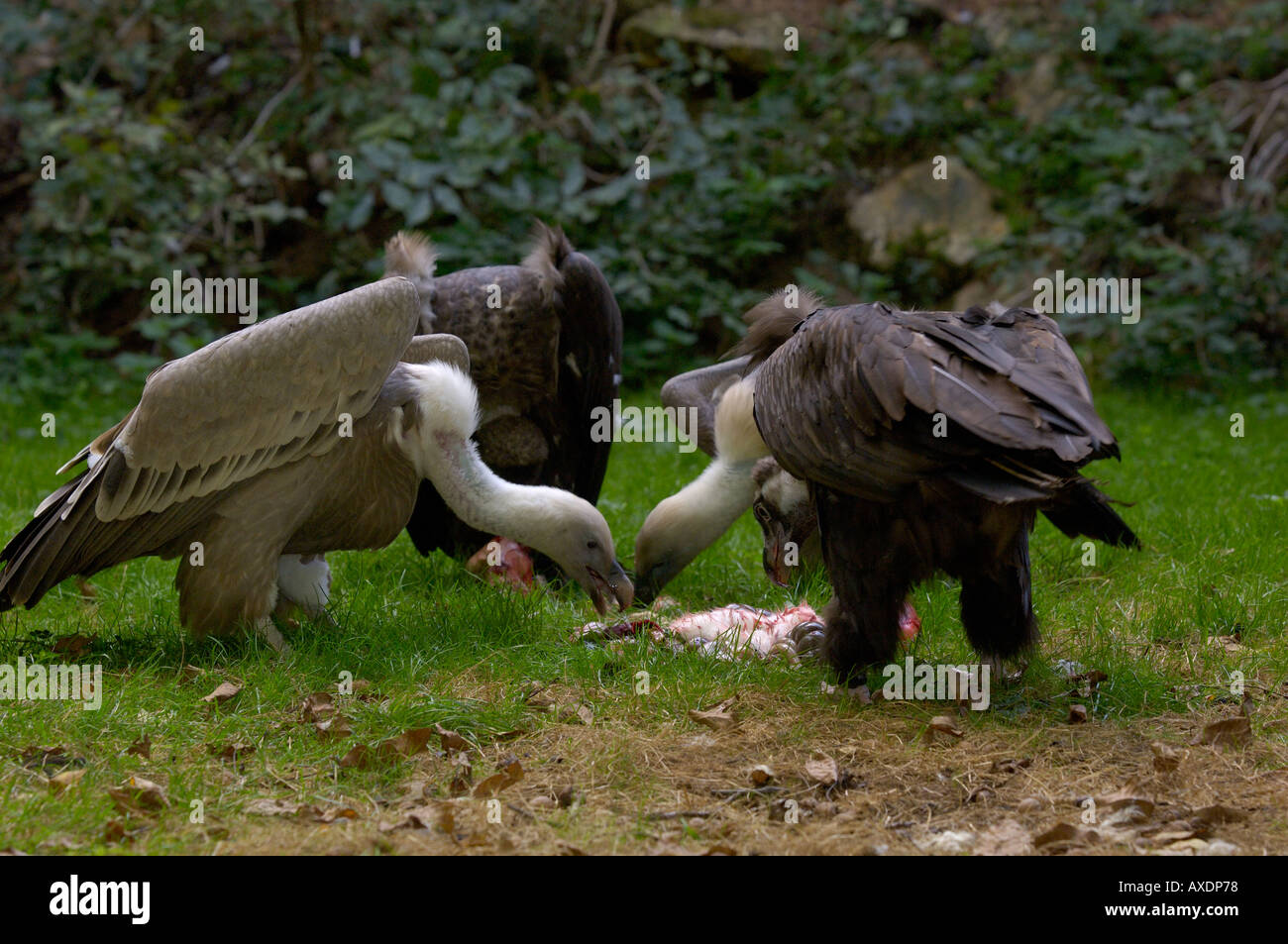 Griffon Vulture Gyps fulvus Feeding on carcass Stock Photo