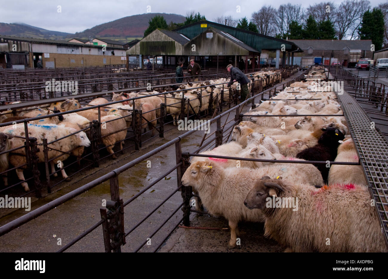 Penned sheep at the weekly livestock auction at Abergavenny Market
