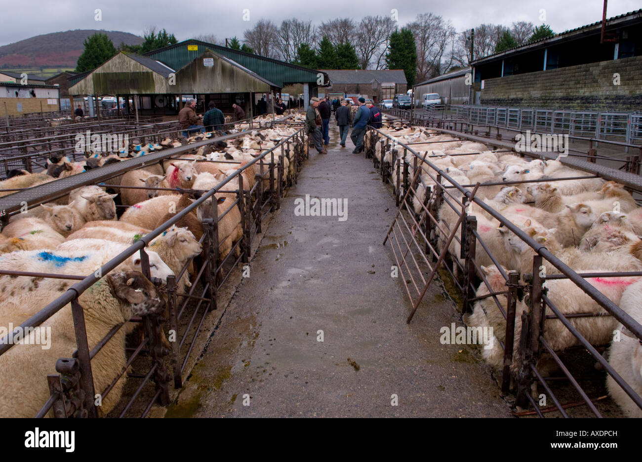 Penned sheep at the weekly livestock auction at Abergavenny Market