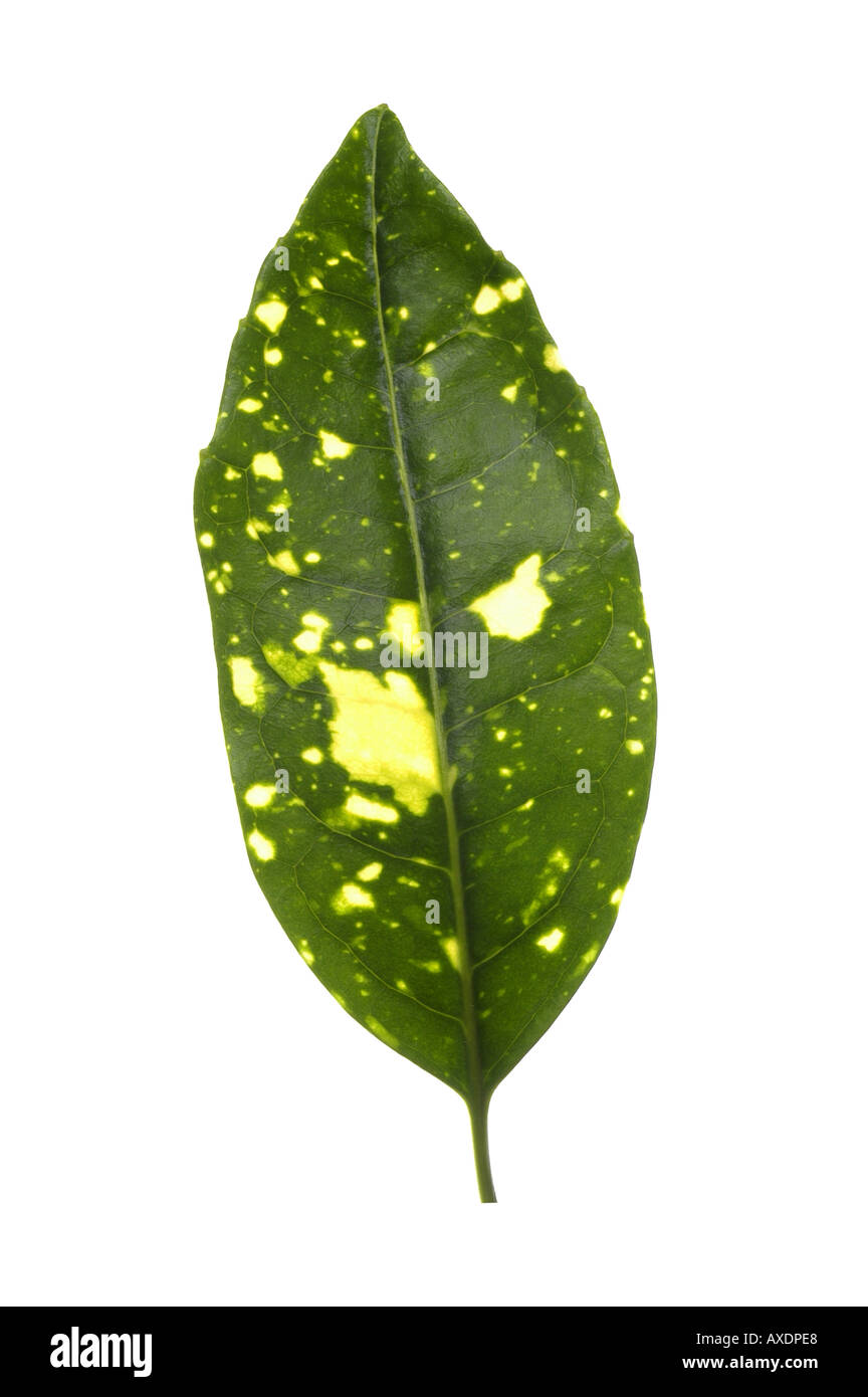 Aucuba japonica variegata leaf hi-res stock photography and images - Alamy