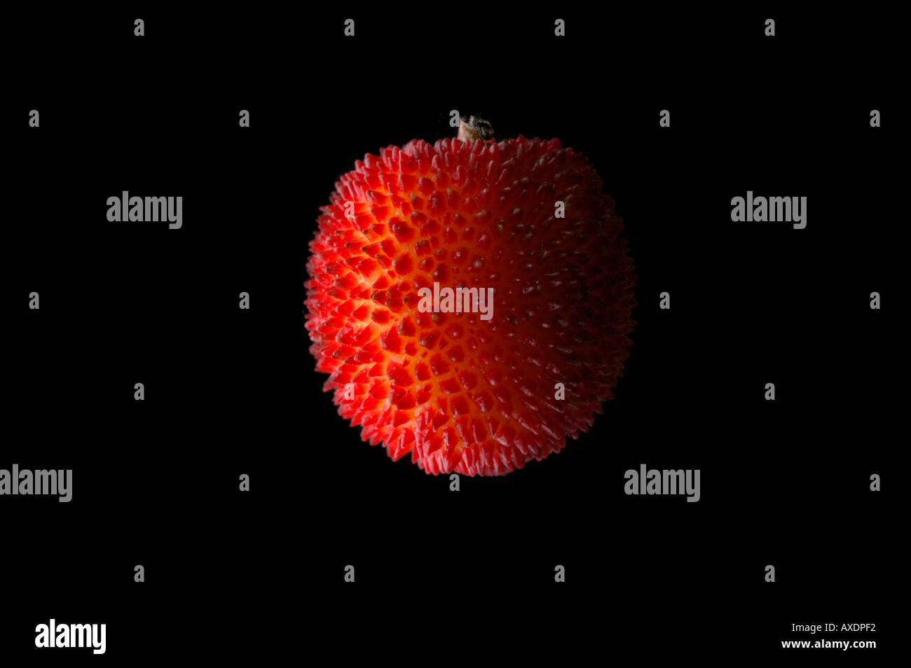 Strawberry wild hi-res stock photography and images - Alamy
