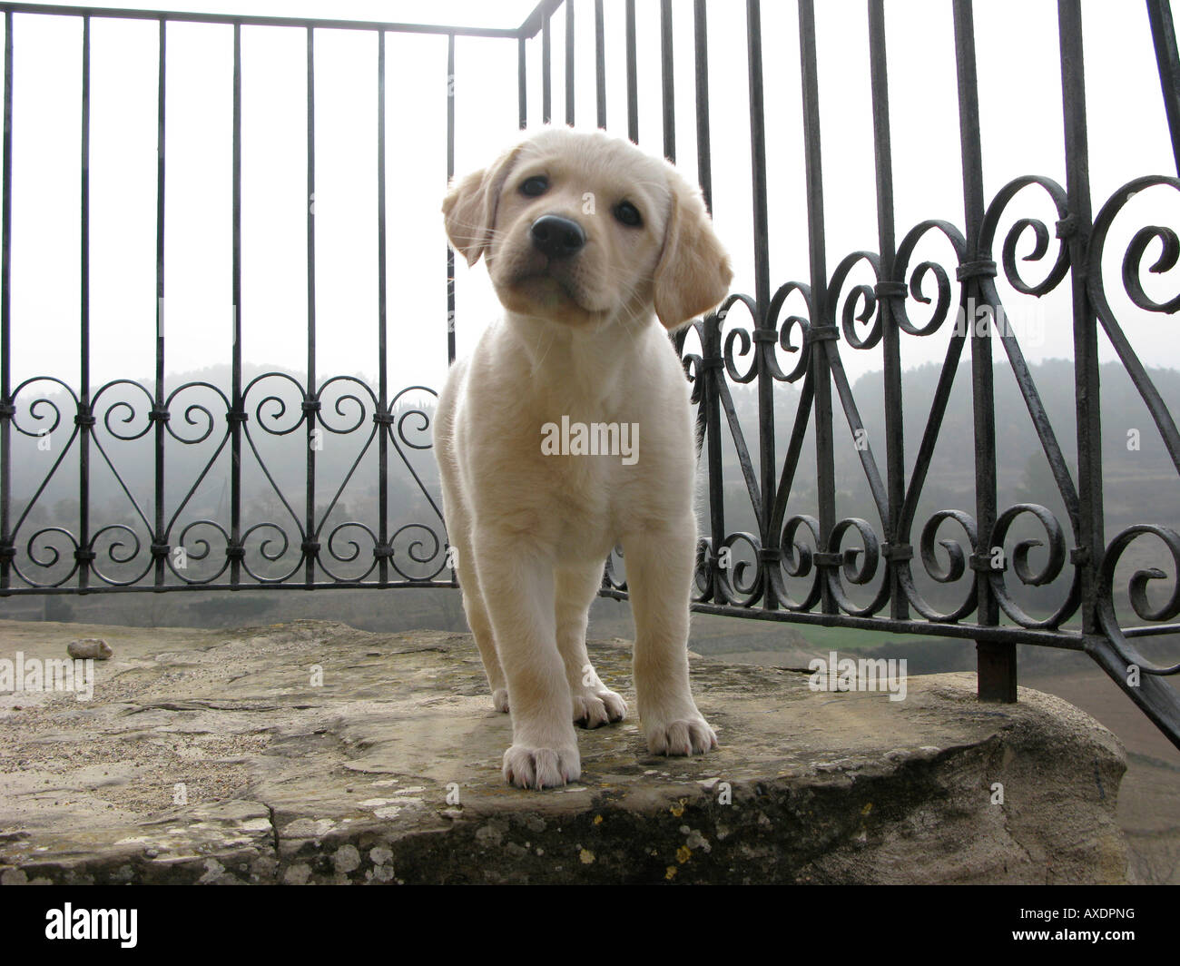 cute puppy labrador pictures