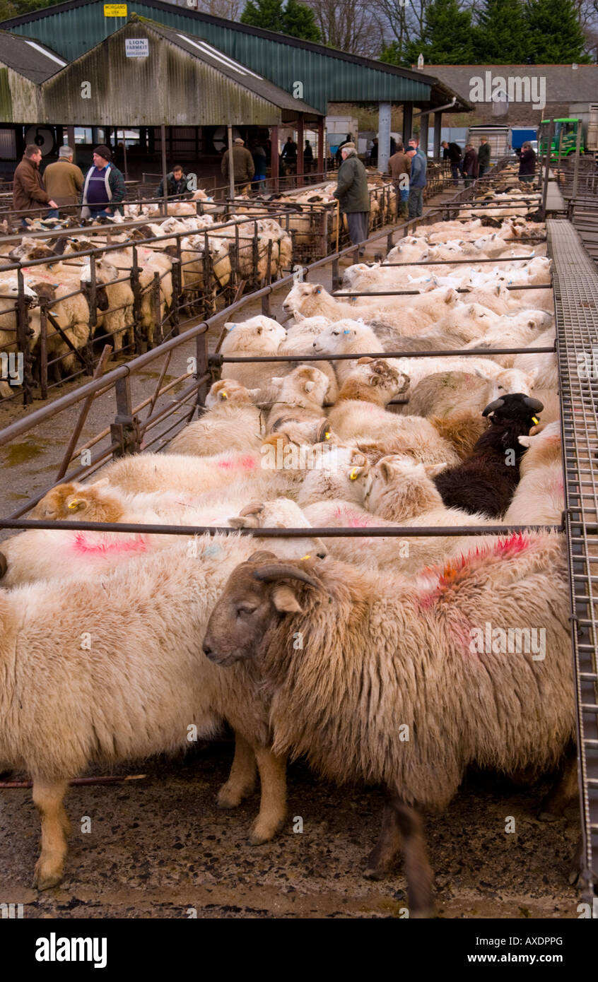 Community livestock sheep pen hires stock photography and images Alamy