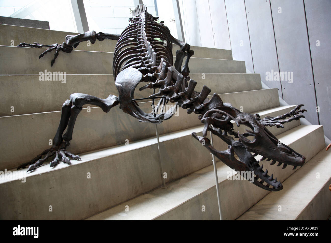 Dinosaur Skeleton Melbourne Museum Australia Stock Photo Alamy