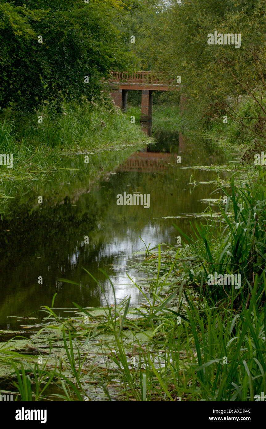 Water Vole habitat England Shropshire Stock Photo Alamy