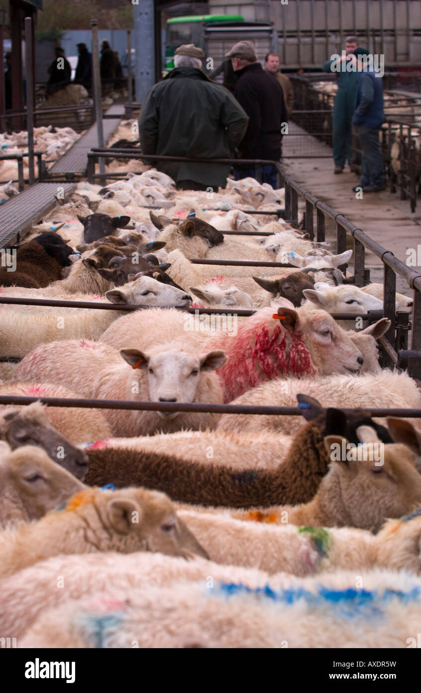Penned sheep at the weekly livestock auction at Abergavenny Market
