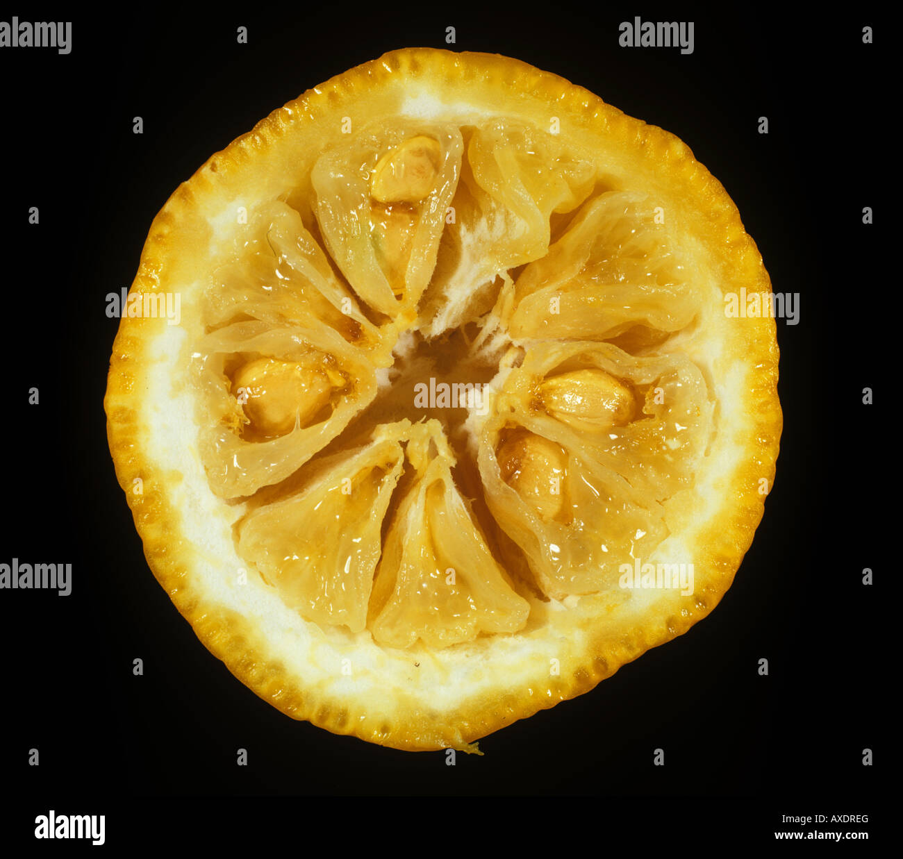 Section of citrus rootstock fruit Citrus junos variety Yuzu Stock Photo