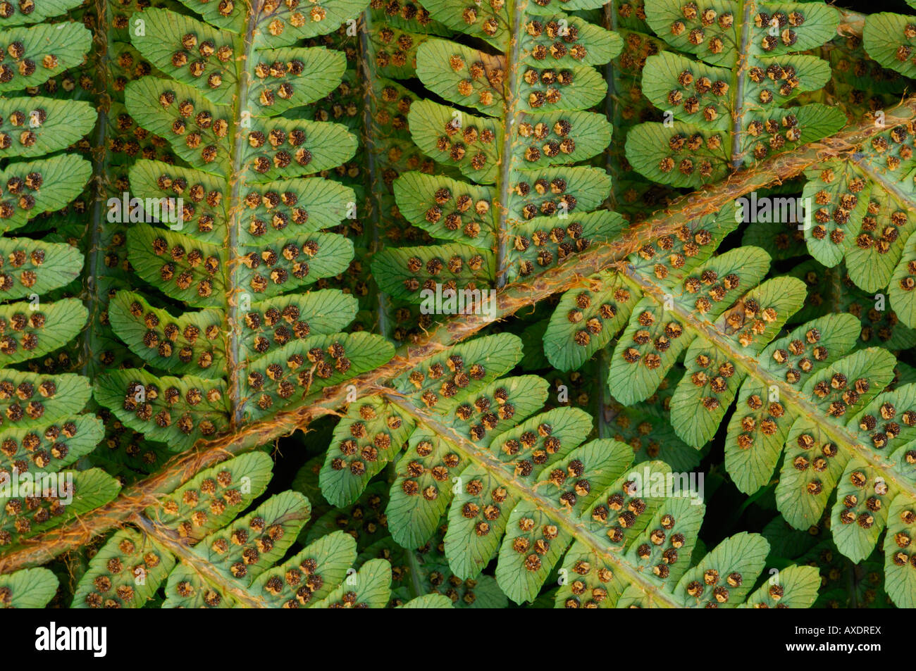 Spore Formation In Fern