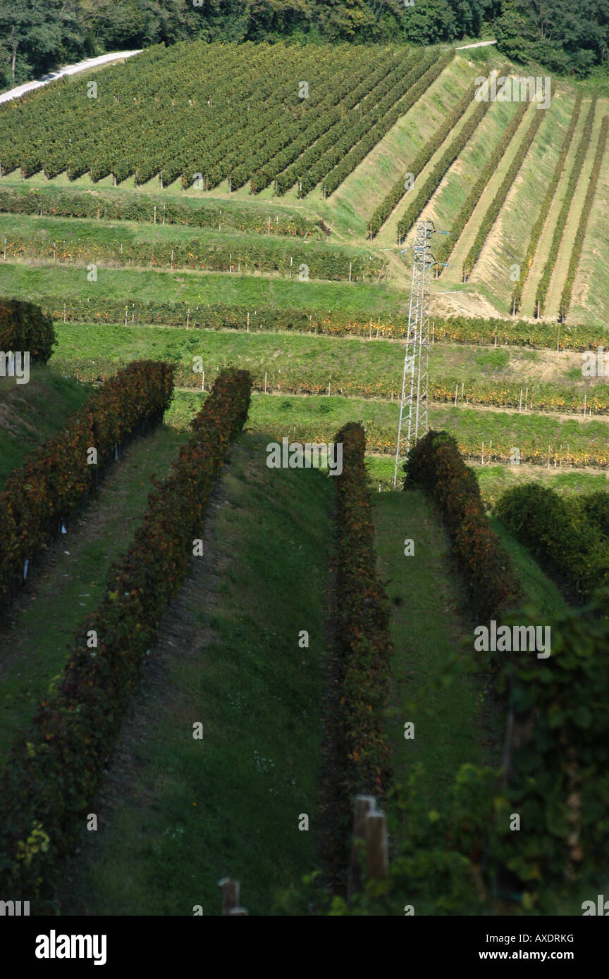 Vineyards - Spessa di Cividale Colli Orientali del Friuli Italia Stock Photo