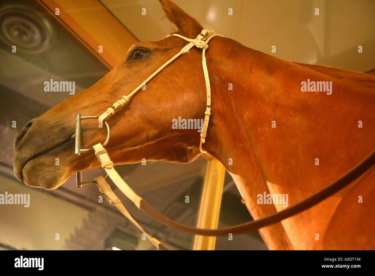 The famous Australian racehorse Phar Lap in the Melbourne Museum Australia Stock Photo