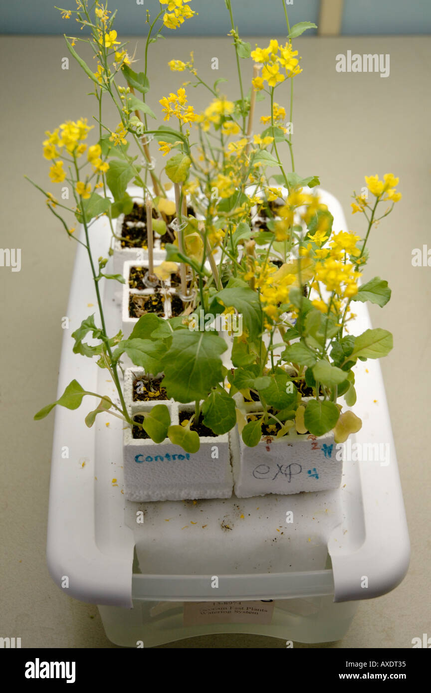 Student designed biology science experiments showing control and experimental groups for Brassica rapa Wisconsin fast plants Stock Photo