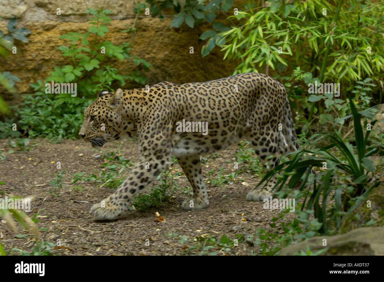 Persian Leopard Panthera pardus Stock Photo Alamy