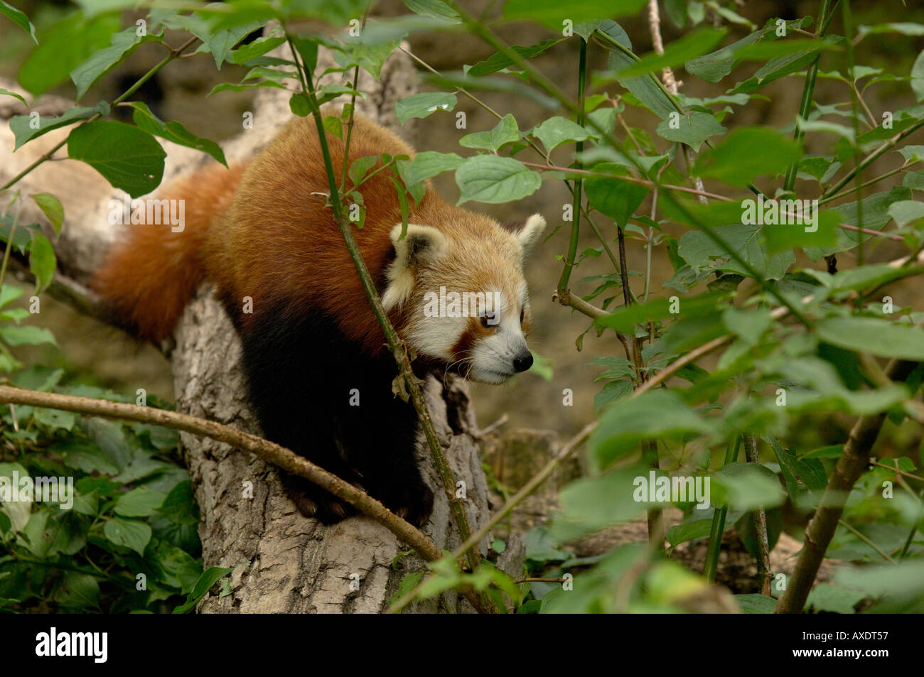 Red Panda Ailurus fulgens Stock Photo