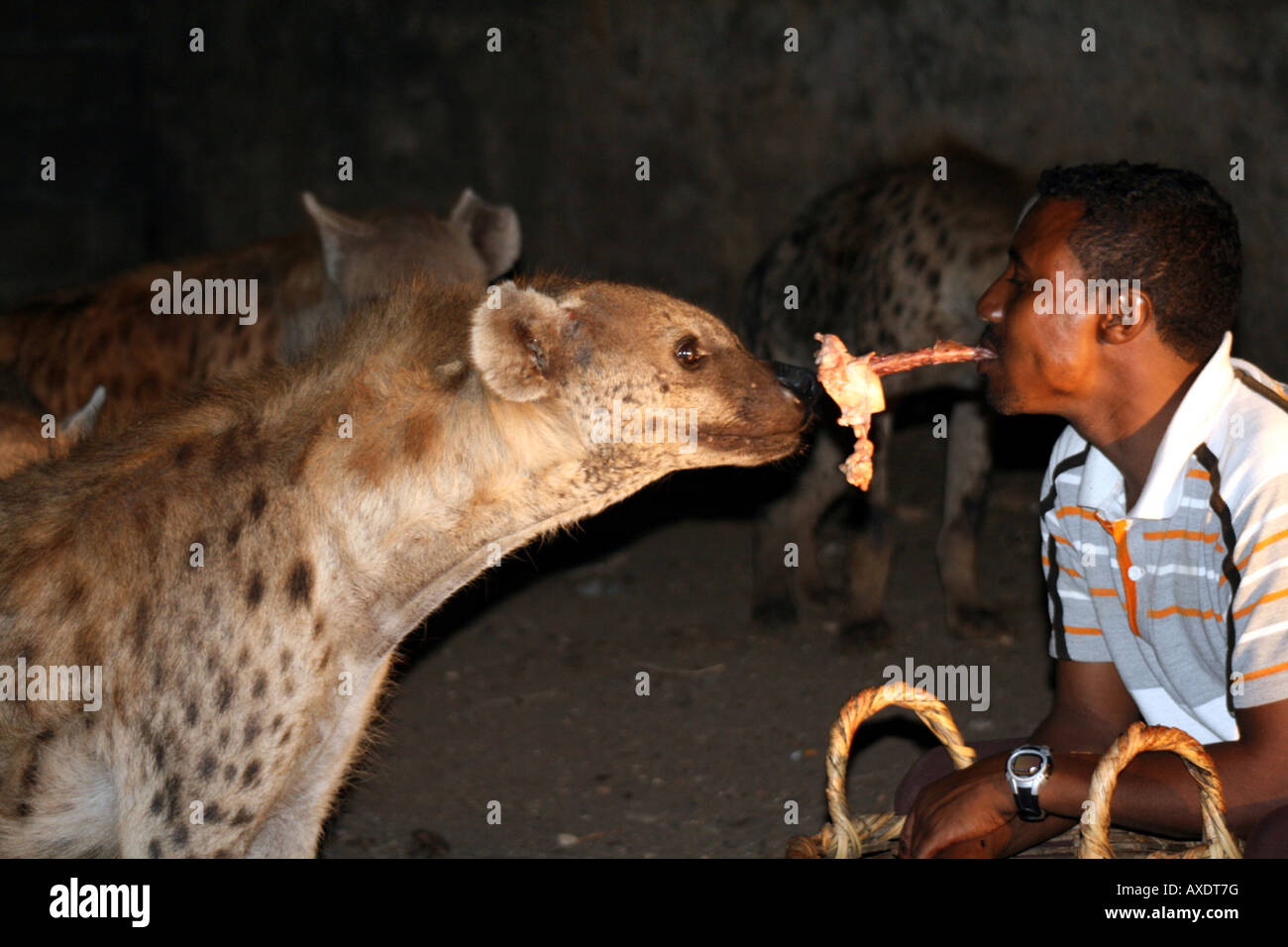 Hyena Feeding in Harar, Ethiopia Stock Photo Biology Diagrams