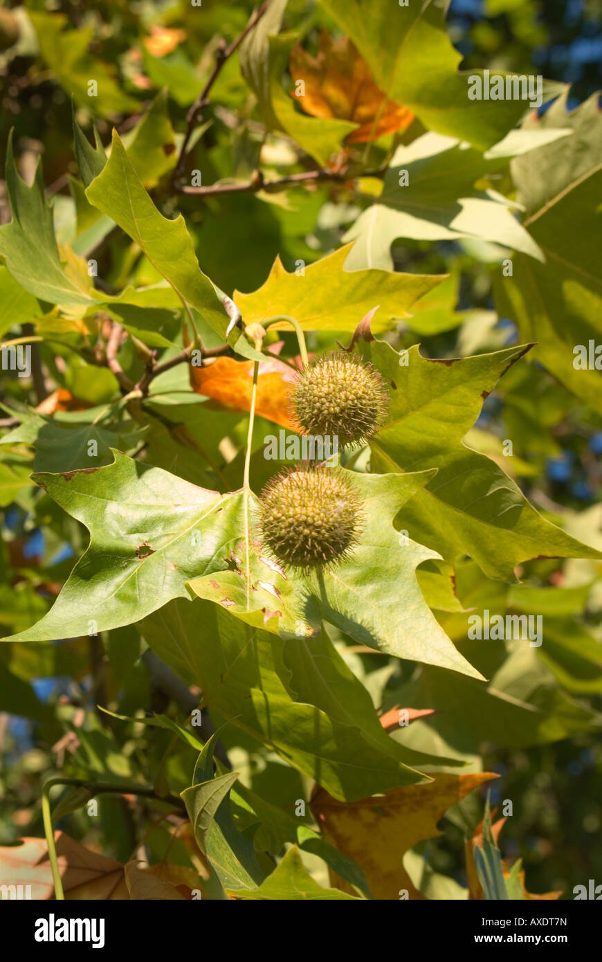 Fruit of the sycamore hires stock photography and images Alamy
