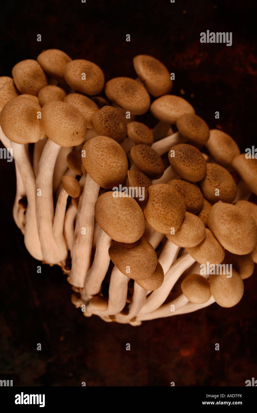 Bunch of brown beech mushrooms Stock Photo - Alamy