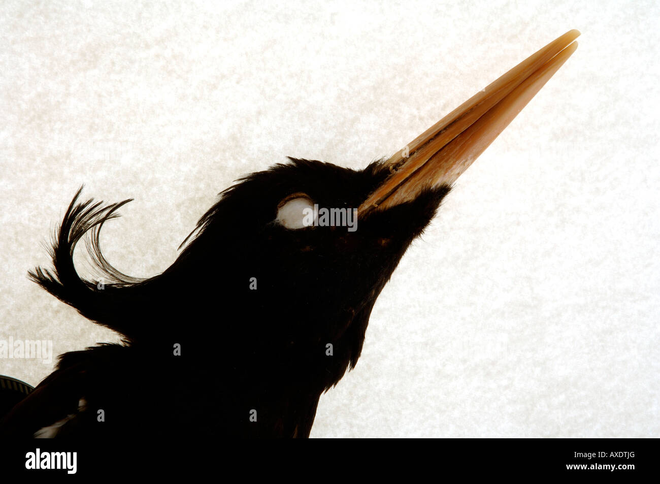 Extinct bird, Campephilus imperialis, Imperial Woodpecker, female YPM