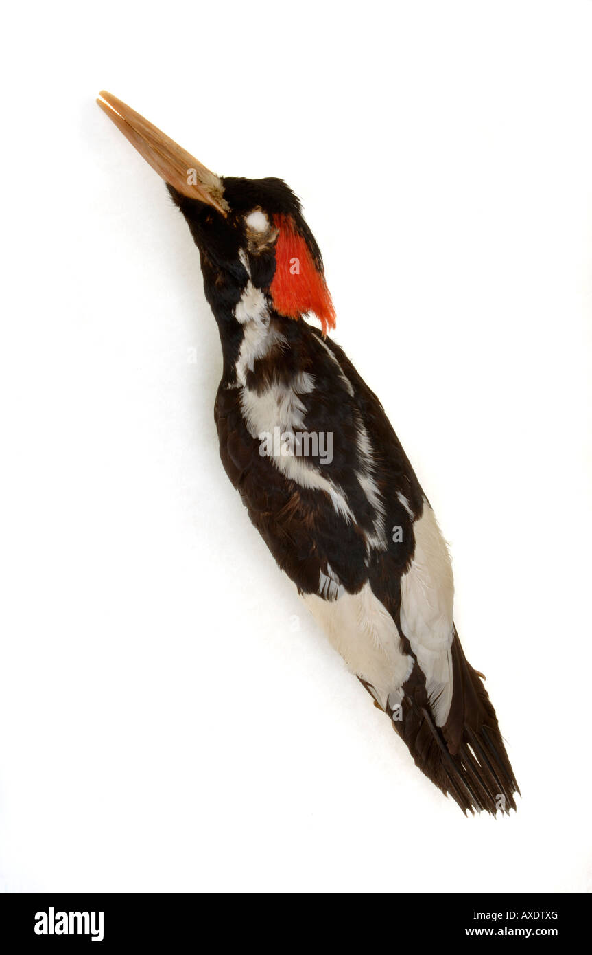 Extinct bird Campephilus principalis Ivory billed Woodpecker male YPM 8528 Yale Peabody Museum collection Stock Photo