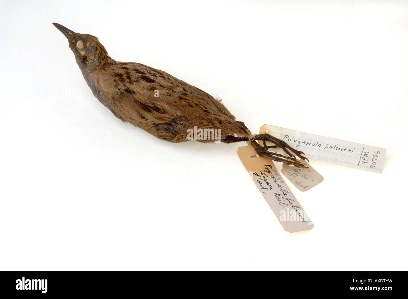 Extinct bird, Porzana palmeri, Laysan Rail, YPM 90756, Yale Peabody Museum collection Stock Photo
