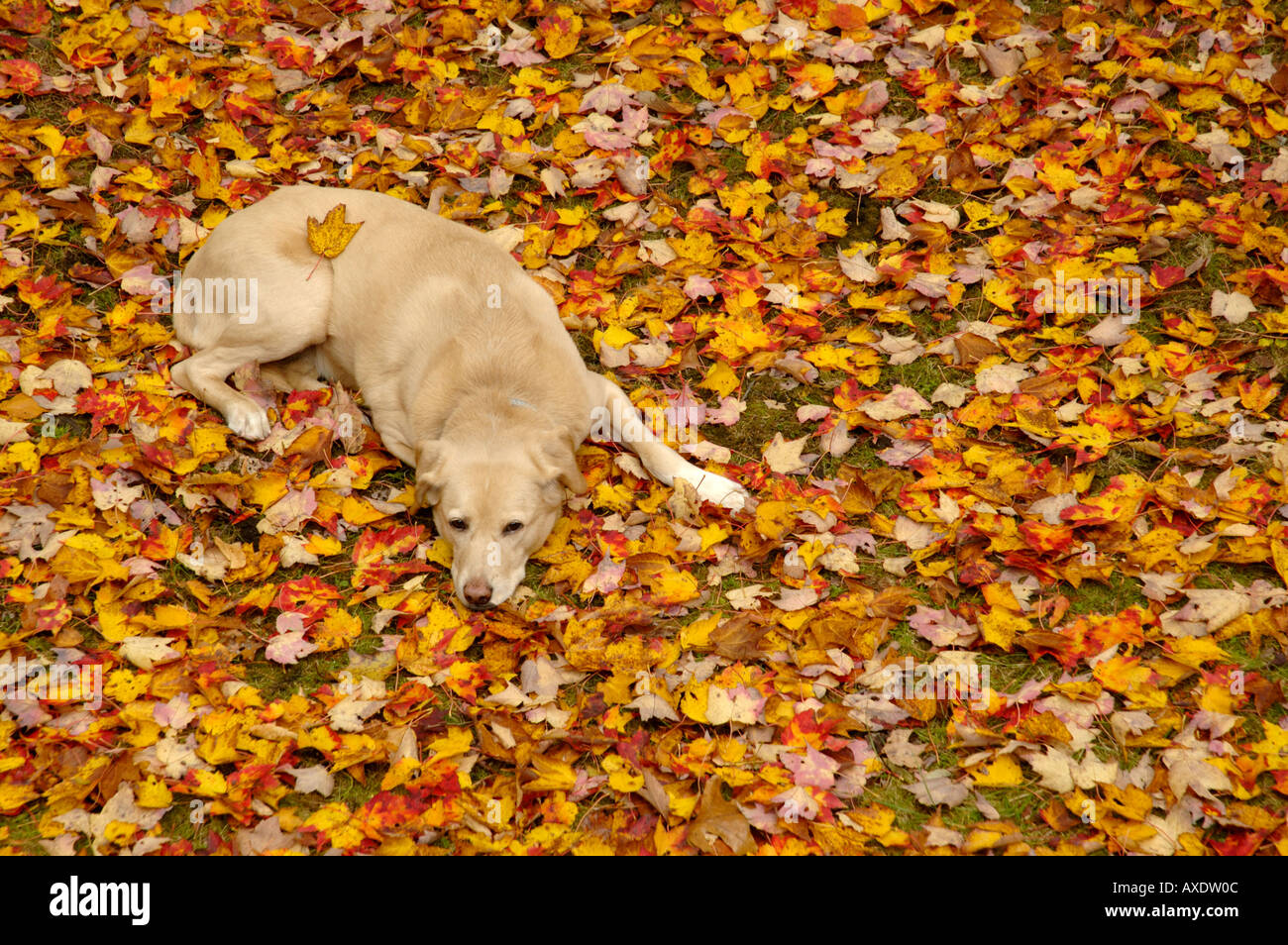 A yellow laborador retriever dog lies on an autumn leaf covered lawn. Stock Photo