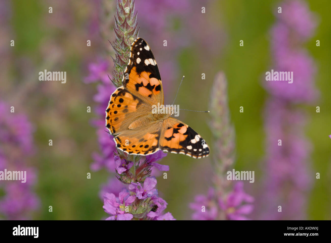 Painted Lady (Cynthia cardui) butterfly on Purple Loosestrife, Herts, July Stock Photo