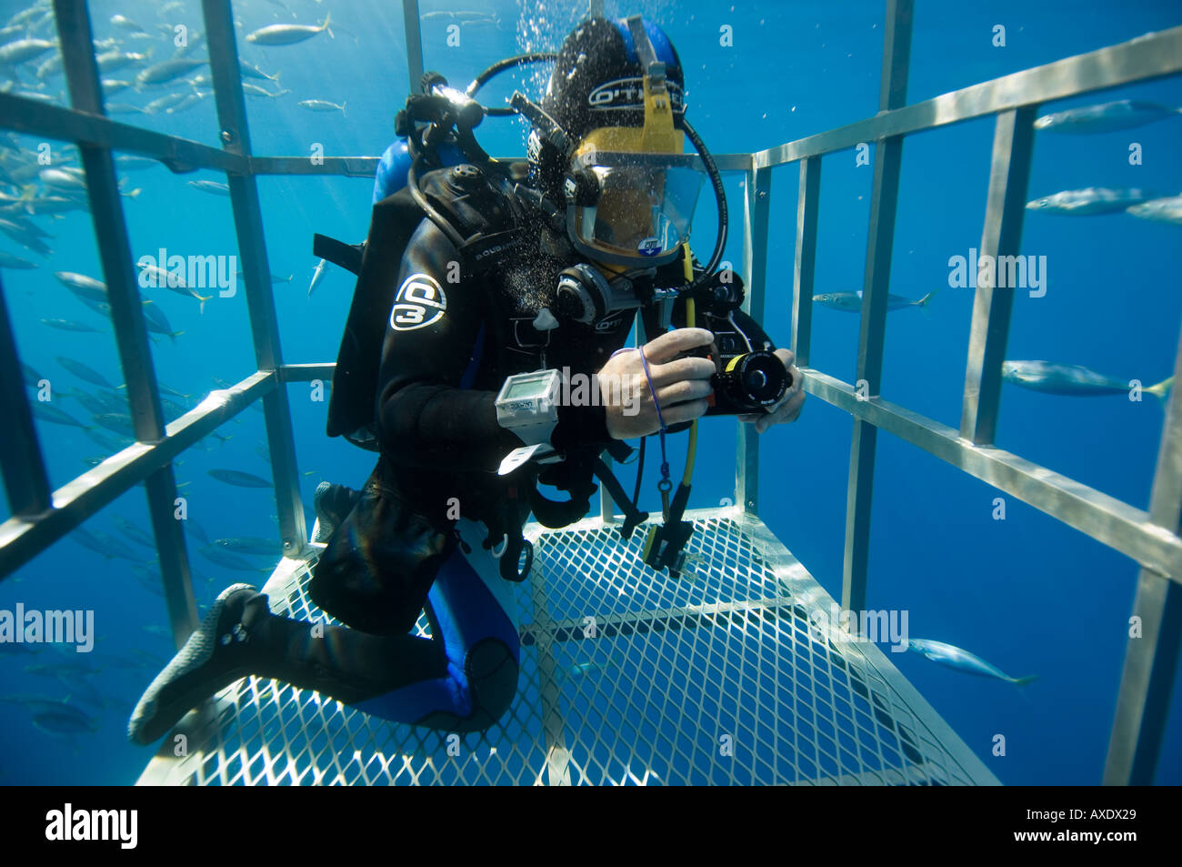 Underwater photographer in a cage, Guadalupe Island, Mexico Stock Photo