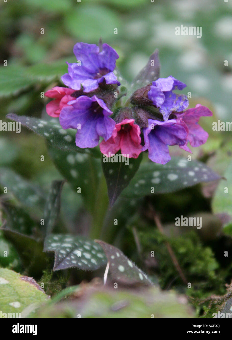 Lungwort Pulmonaria officinalis British Wild Flower Stock Photo