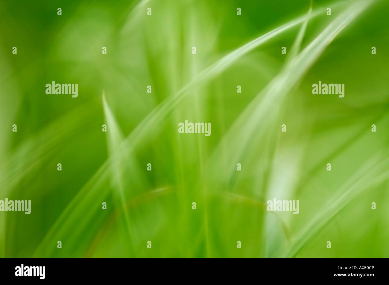 Blade of grass, closeup Stock Photo Alamy