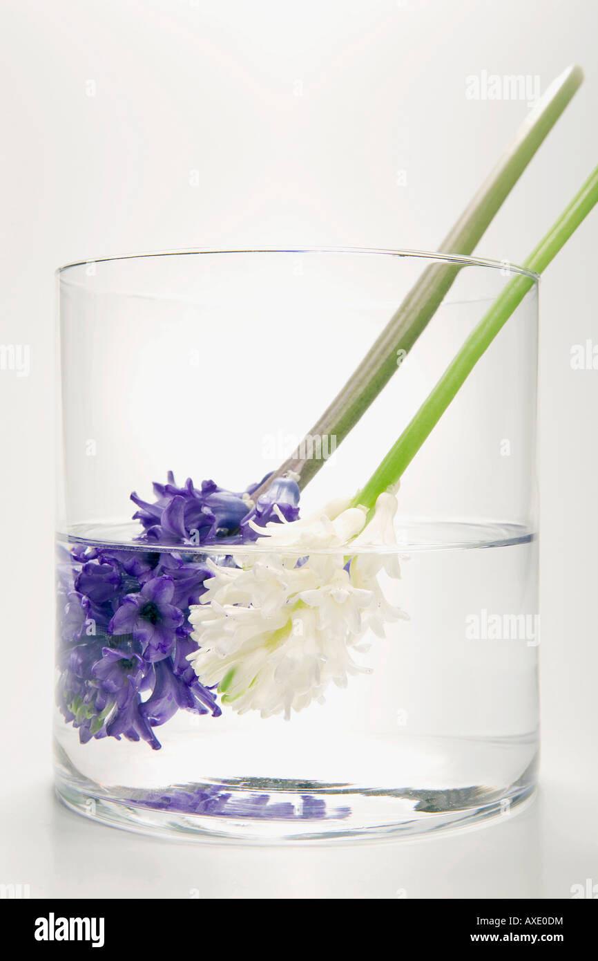 Hyacinths in flower vase, (Hyacinthus Stock Photo Alamy