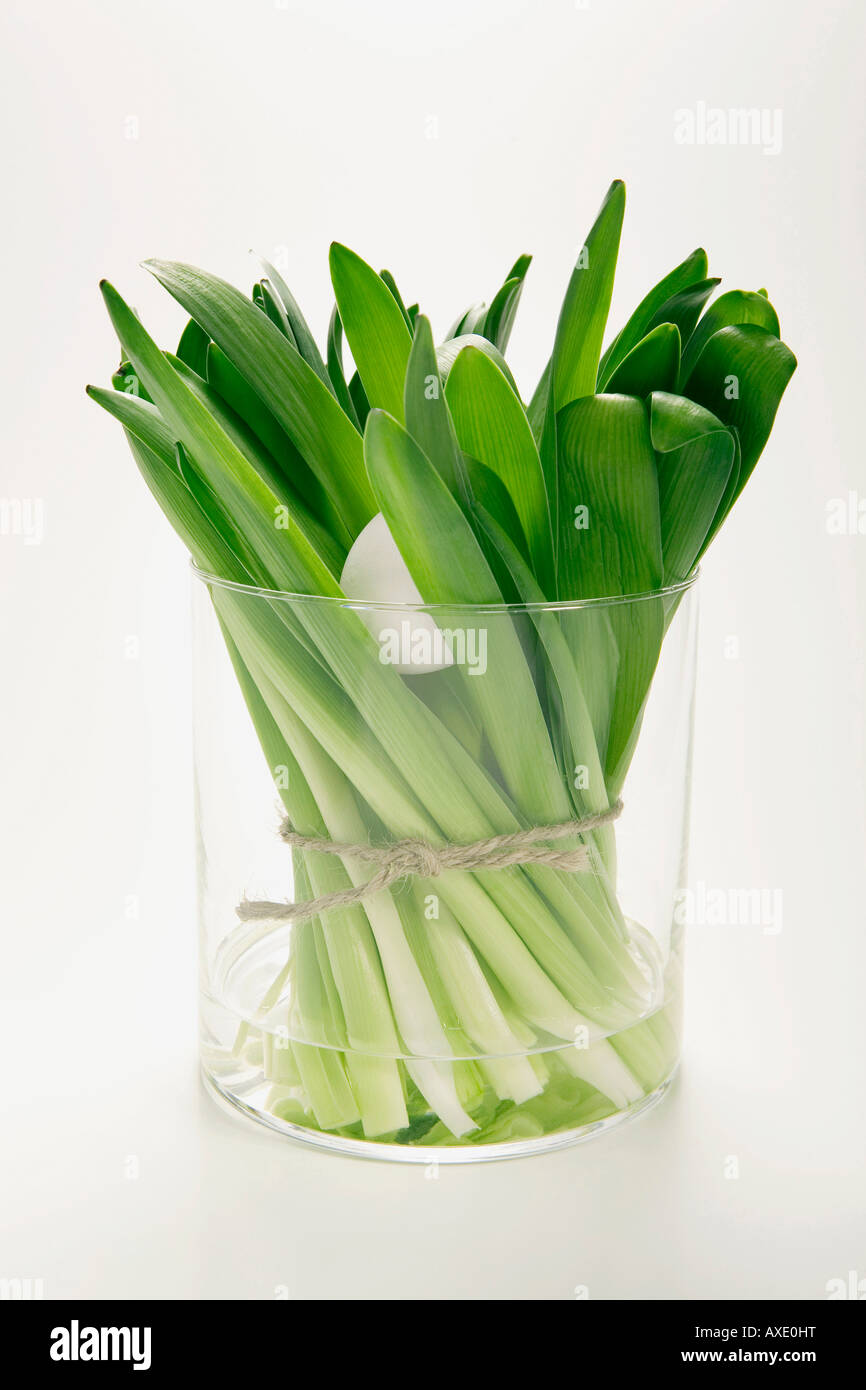Bunch of hyacinths in flower vase, (Hyacinthus Stock Photo Alamy