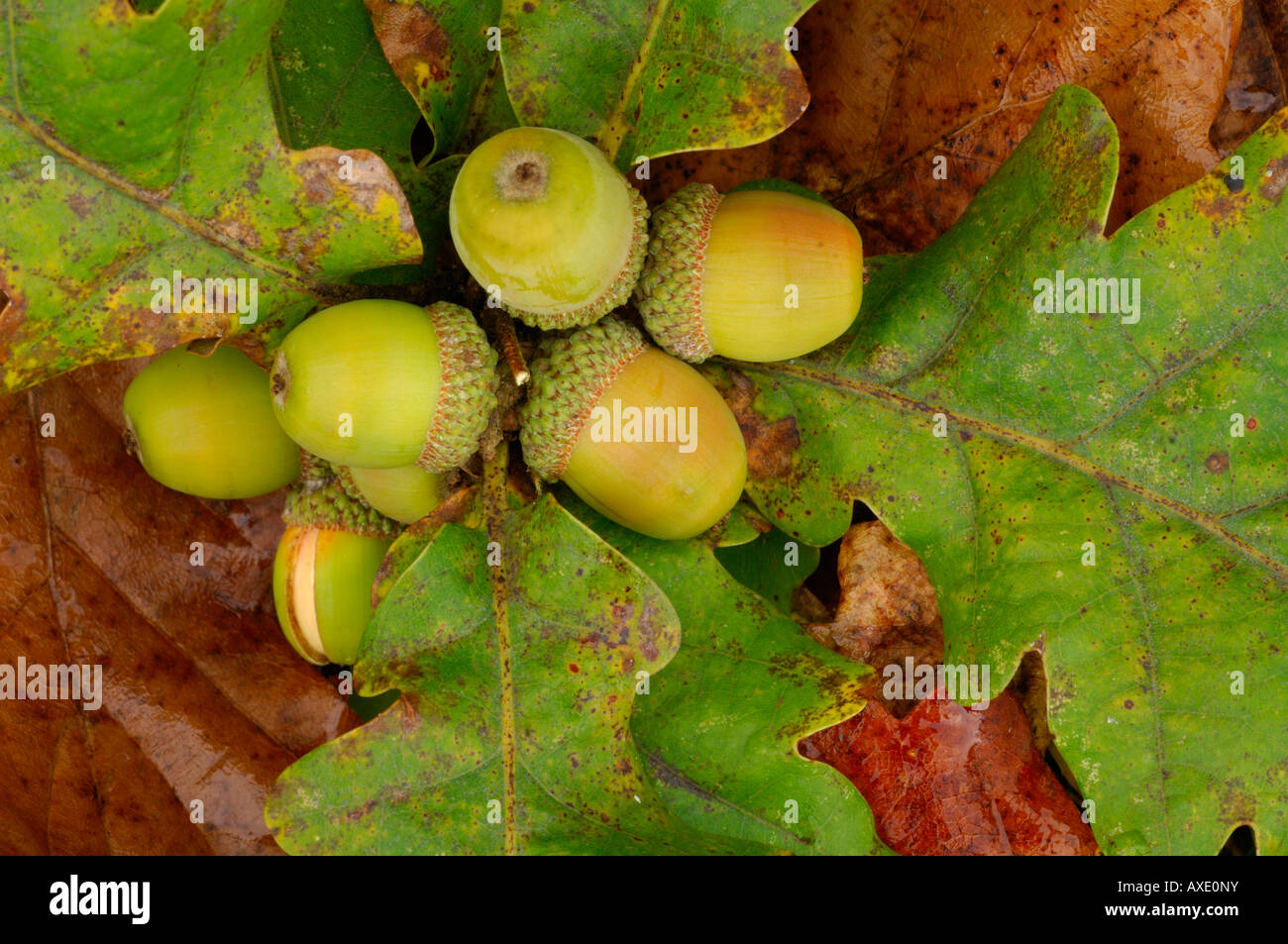 Acorns from oak tree on woodland floor Devon October 2007 Stock Photo