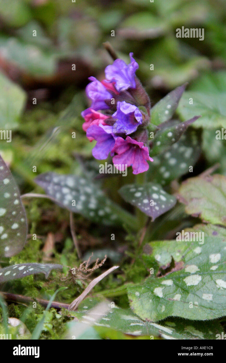 Lungwort Pulmonaria officinalis British Wild Flower Stock Photo