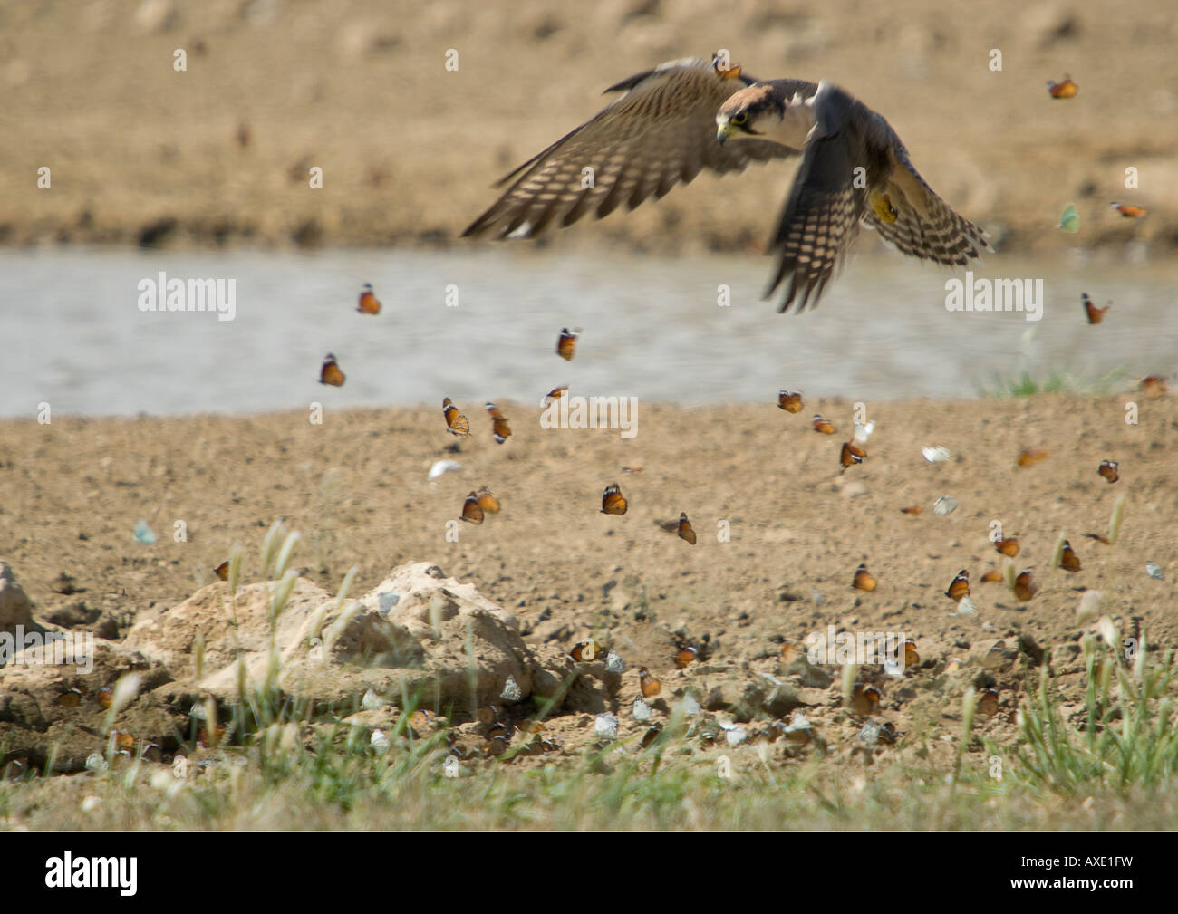 A lanner falcon disturbs a group of monarch butterflies as it lands ...