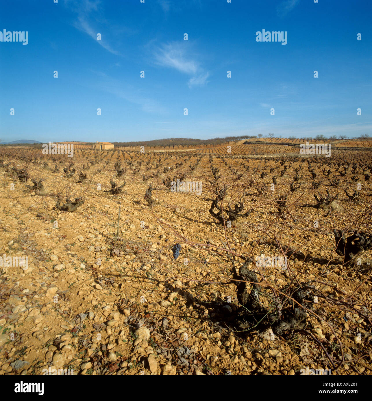 Dormant vineyard leafless on a fine cold winter November day in Central Spain Stock Photo