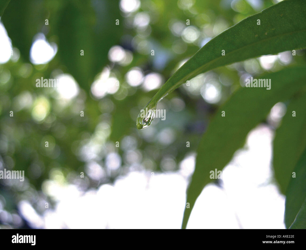Slowly falls hi-res stock photography and images - Alamy