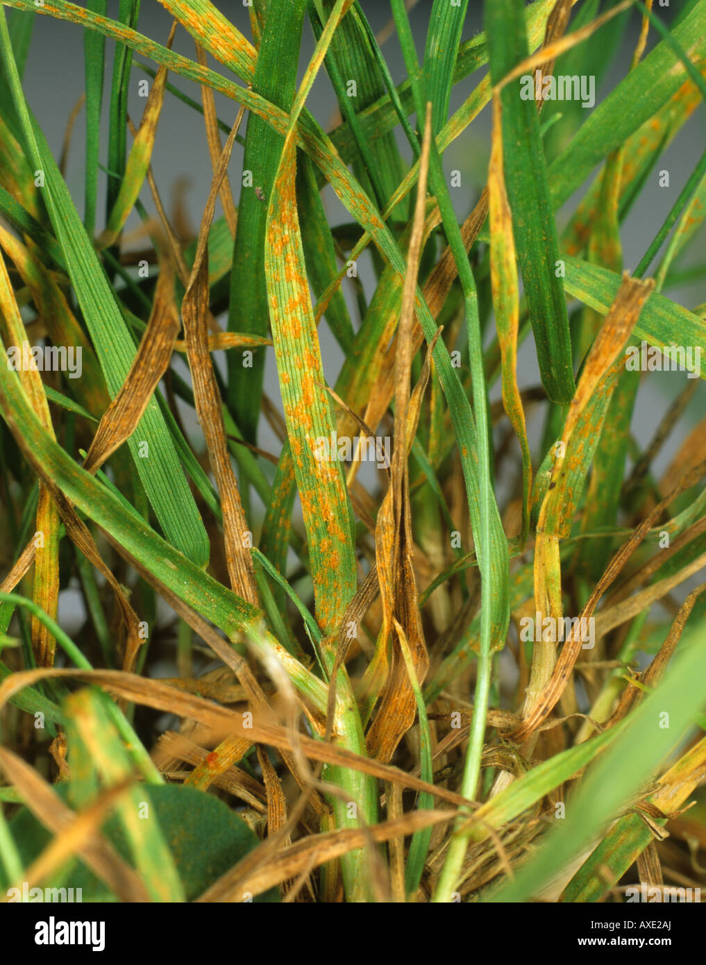 Leaf rust Puccinia poarum infection on lawn meadow grass Poa sp Stock Photo