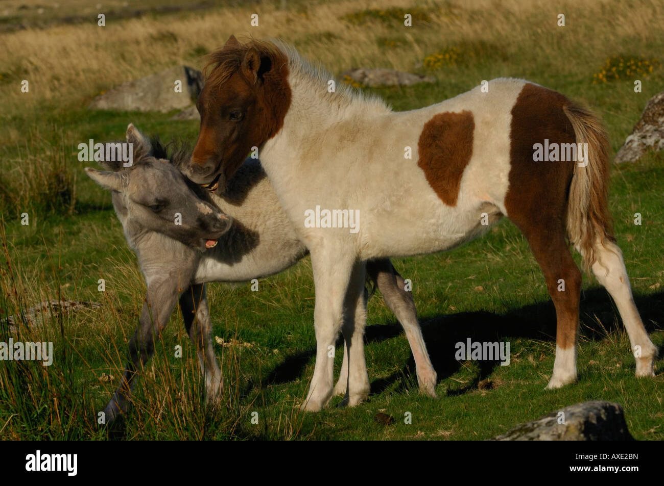 Dartmoor Ponies playing on Dartmoor Devon August 2007 Stock Photo