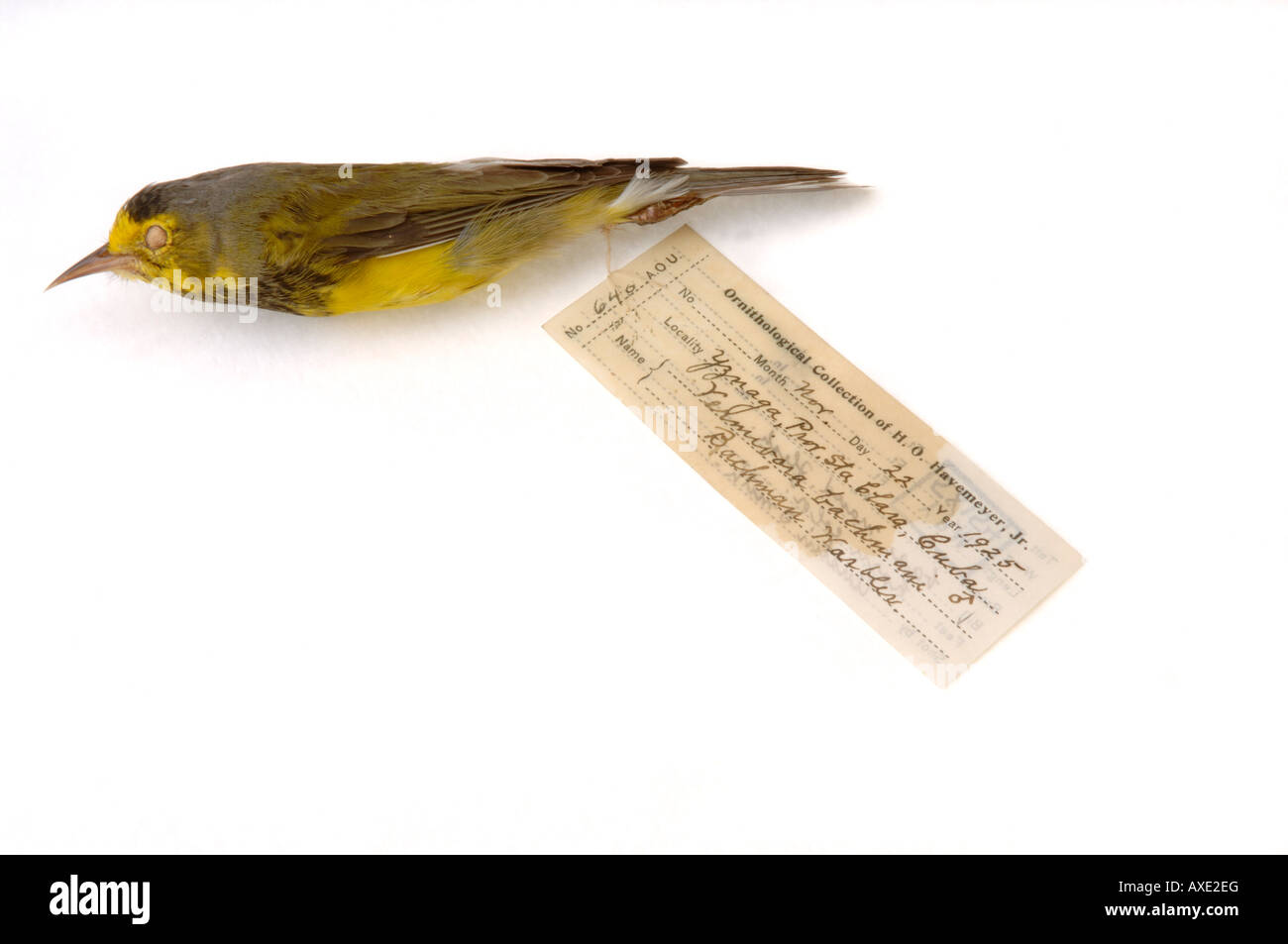 Extinct bird, Vermivora bachmanii, Bachman's Warbler, Yale Peabody Museum collection Stock Photo
