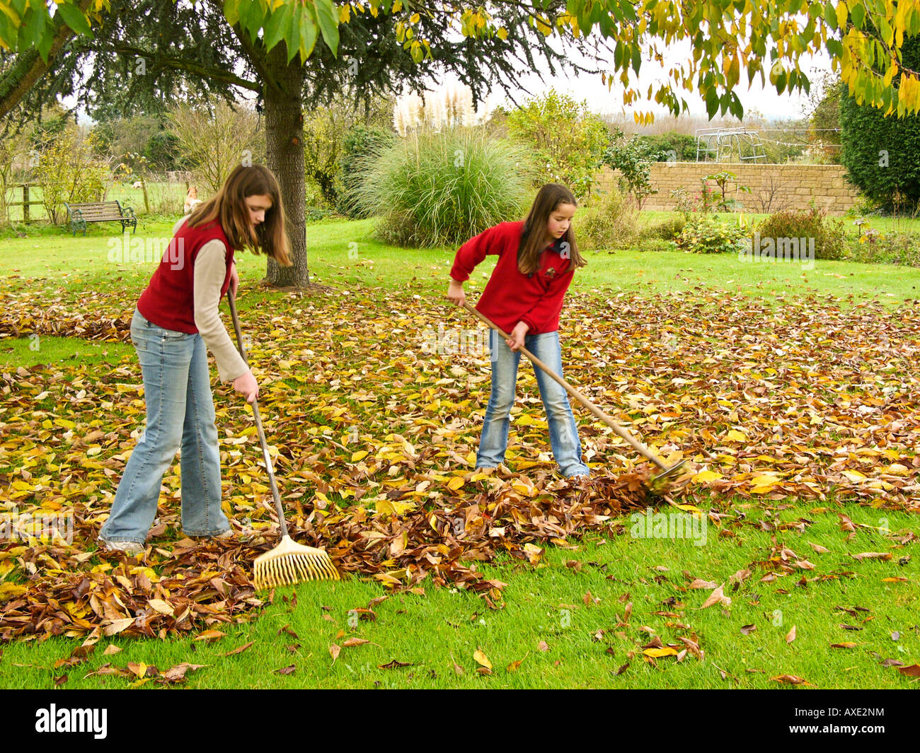 Two teenage girls raking autumn leaves on lawn Stock Photo Alamy