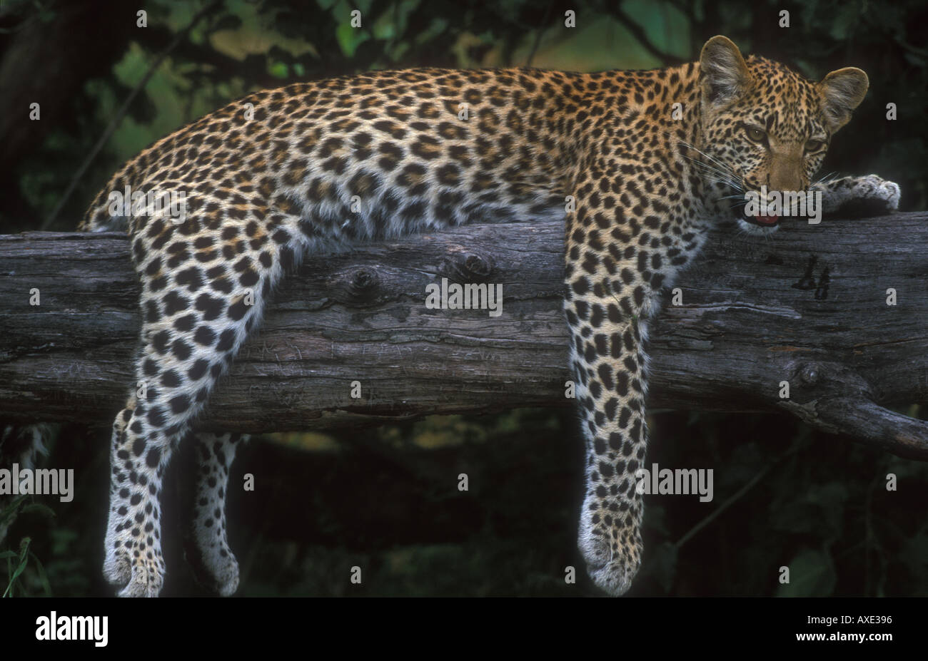 Female Leopard (Panthera pardus) lying in tree Stock Photo - Alamy
