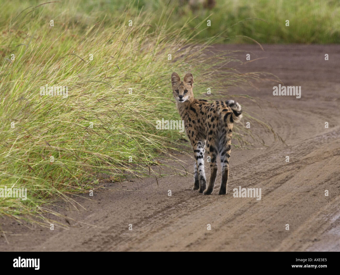 Predatorial Behaviour Signs Predatorial behaviour hi-res stock photography and images - Alamy