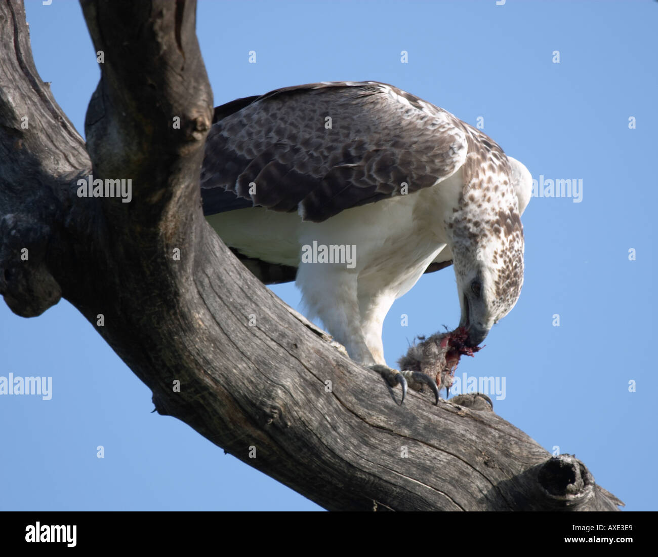 Juvenile Martial Eagle with a kill Kruger Park south Africa Stock Photo