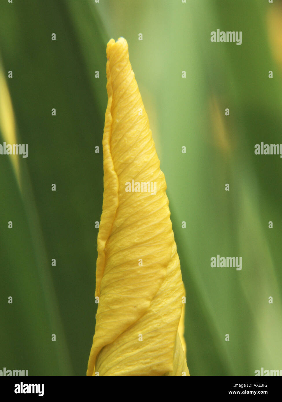 Bearded reed hi-res stock photography and images - Alamy